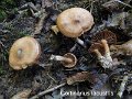 Cortinarius lacustris-amf629
